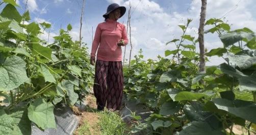 Récolte de légumes