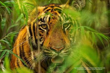 Réintroduction des tigres au Cambodge