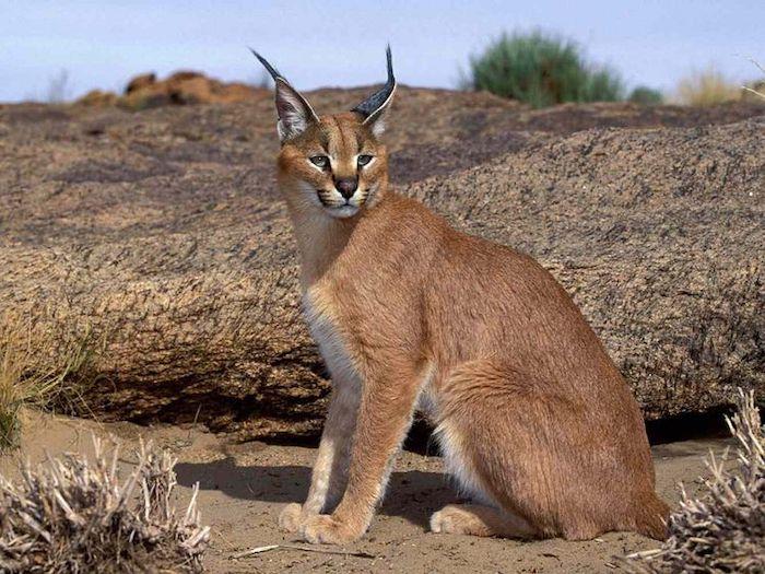 chat caracal
