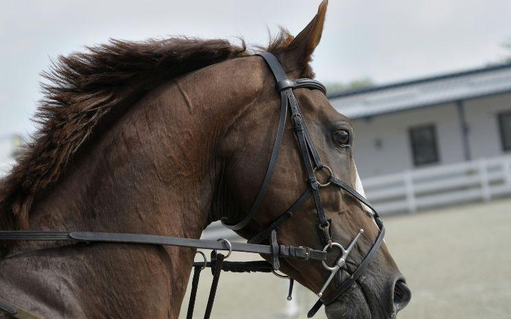 Michael Jung a remporté une médaille d'or aux Jeux Olympiques