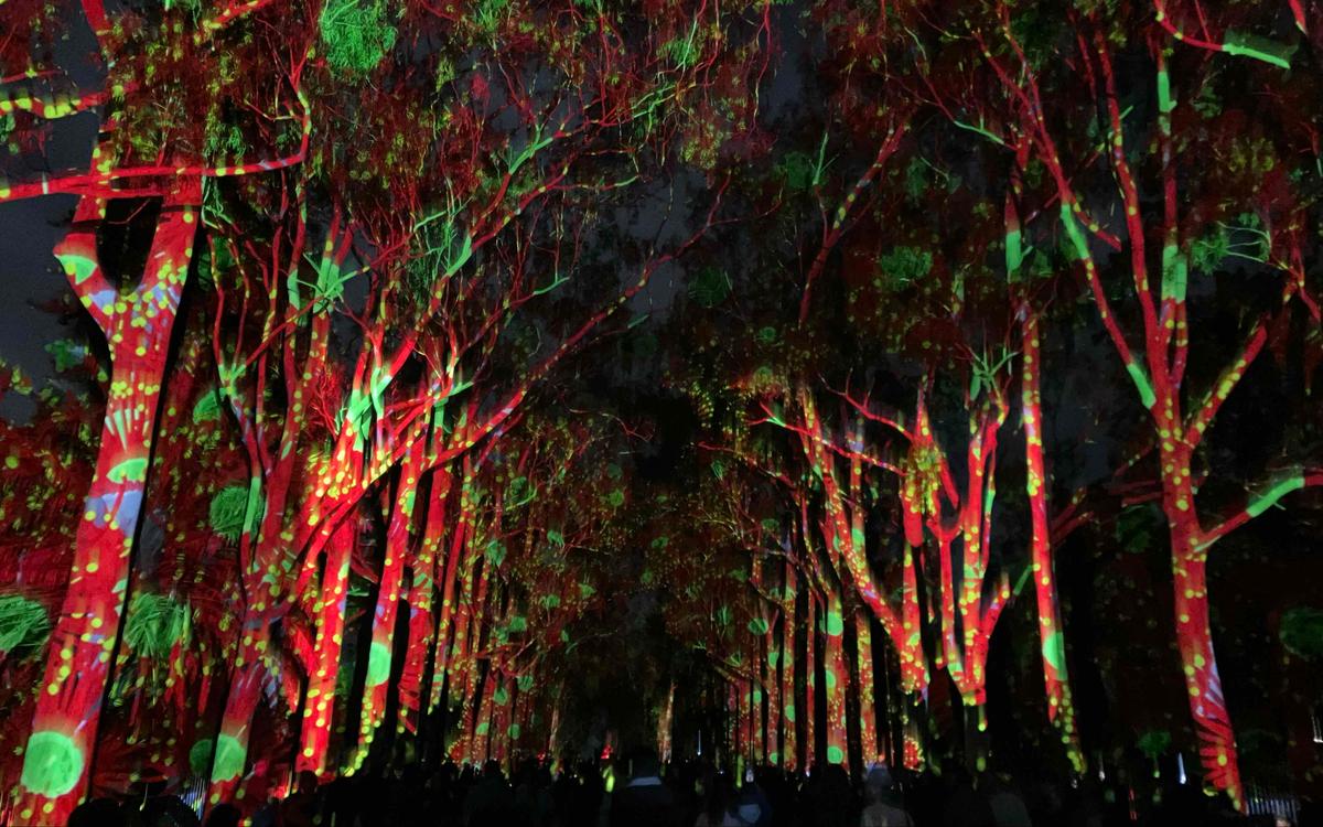 Évènement gratuit « Boorna Waanginy »- The trees speak dans le cadre du festival EverNow 2024