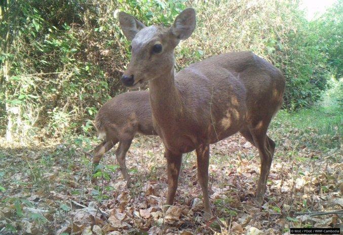 Le cerf-cochon WWF-Cambodia_0