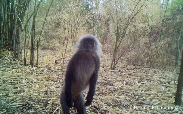 Trachypithecus germaini. Photo : Nature Life Cambodia / Facebook