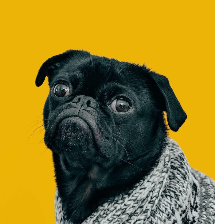 chien carlin noir avec une couverture