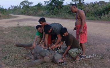 Photo : Mondulkiri Provincial Department of Environment