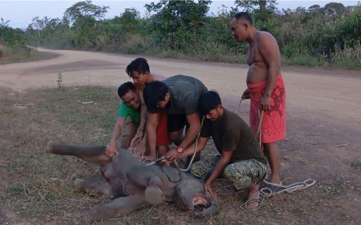Photo : Mondulkiri Provincial Department of Environment
