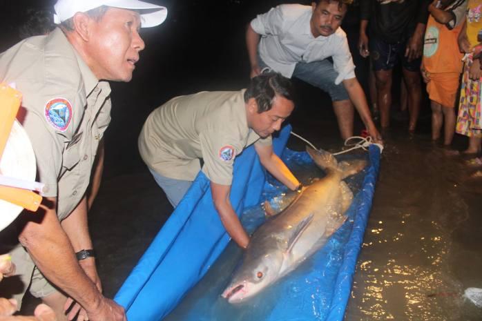 Un autre poisson-chat géant du Mékong relâché