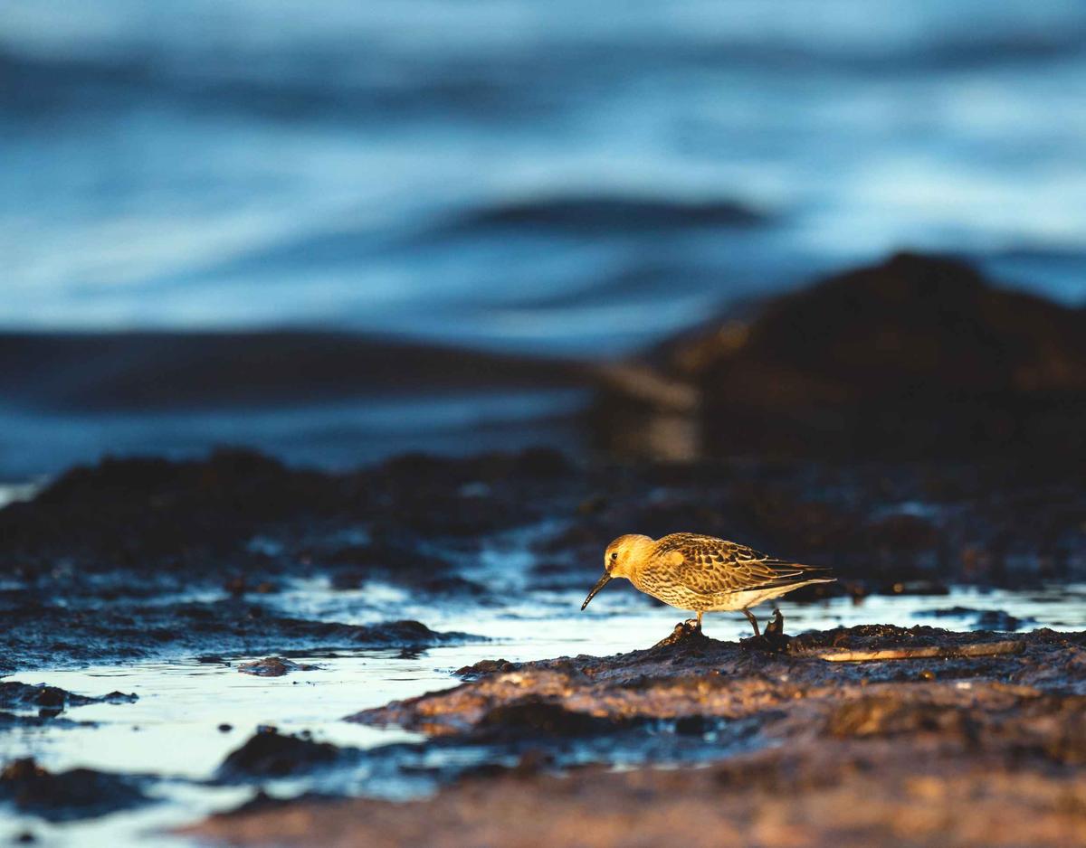 Biodiversité Suède