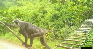 langurs argentés de Germain