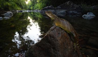 lezard Jeremy Holden Fauna & Flora