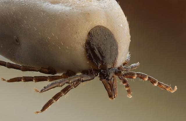 une tique Ixodes ricinus