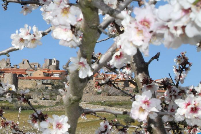 Amendiers en fleur, Castelo Rodrigo