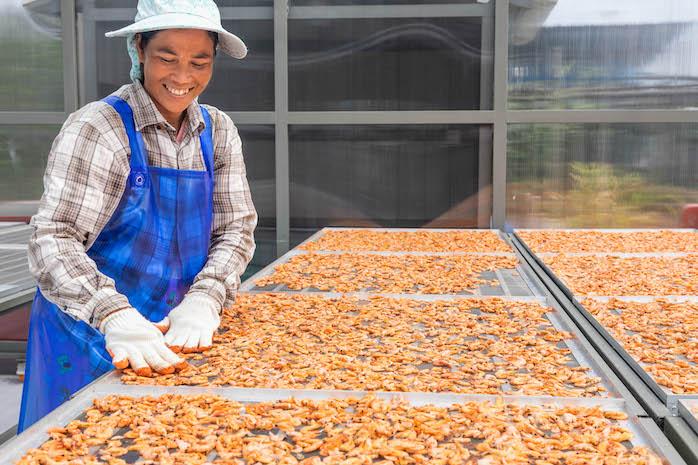 CAPFISH-Capture_Drying Shrimps in a Solar Dryer Dome Photo: Samruol Im:CAPFISH-Capture:UNIDO