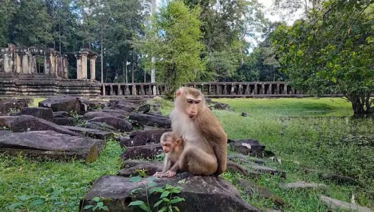 Singe à Angkor 3
