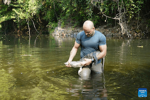 un homme remettant un crocodile
