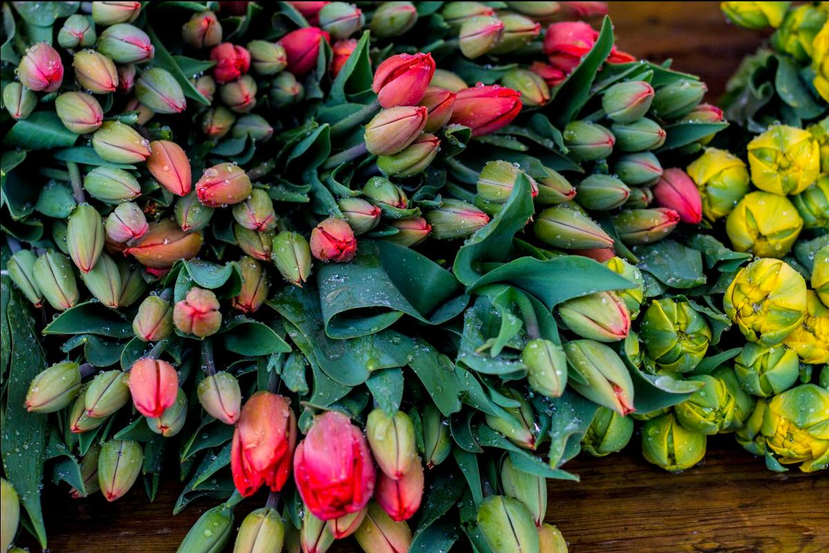 Tulipes pour la fête de la Tulipes à Potsdam