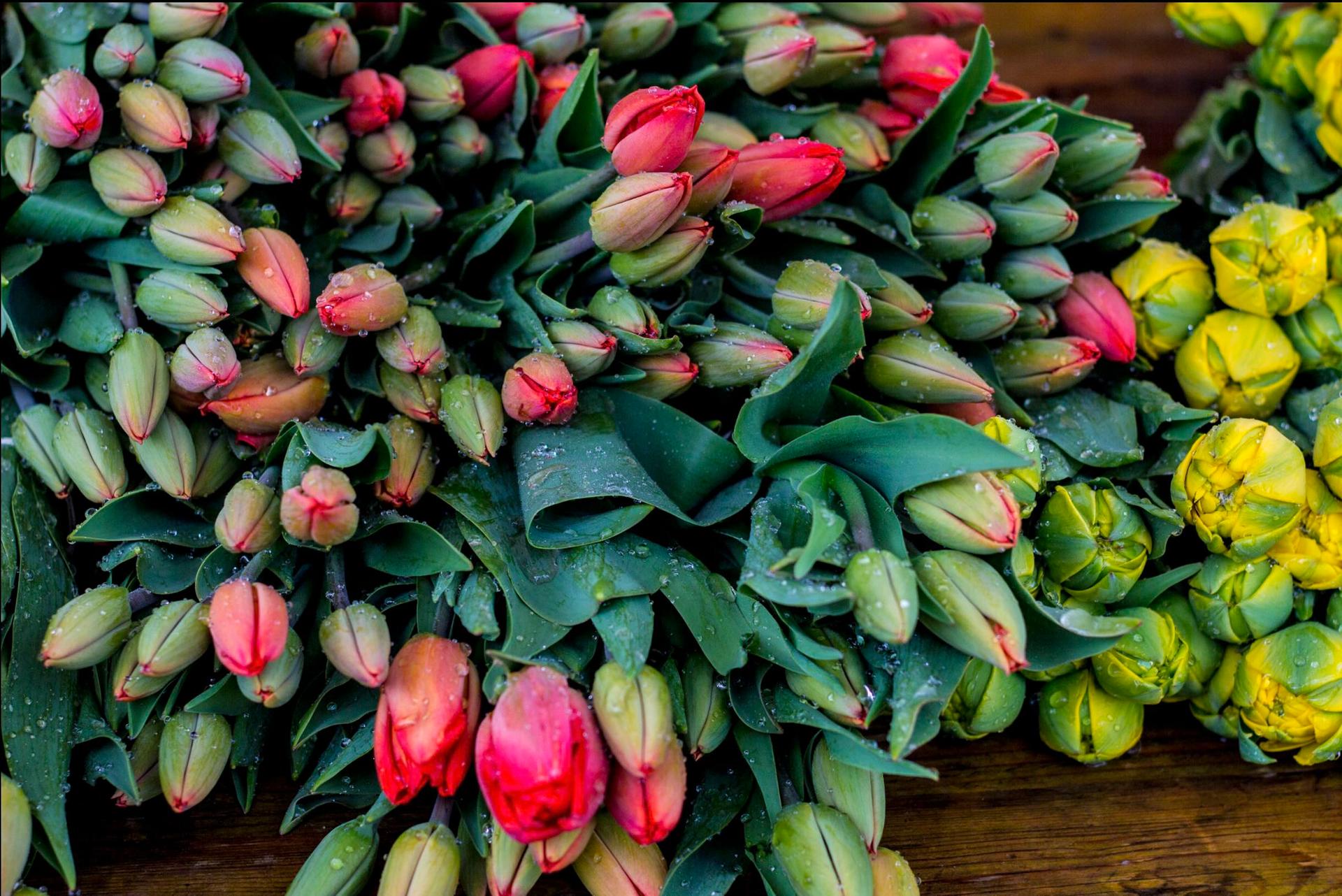 Tulipes pour la fête de la Tulipes à Potsdam