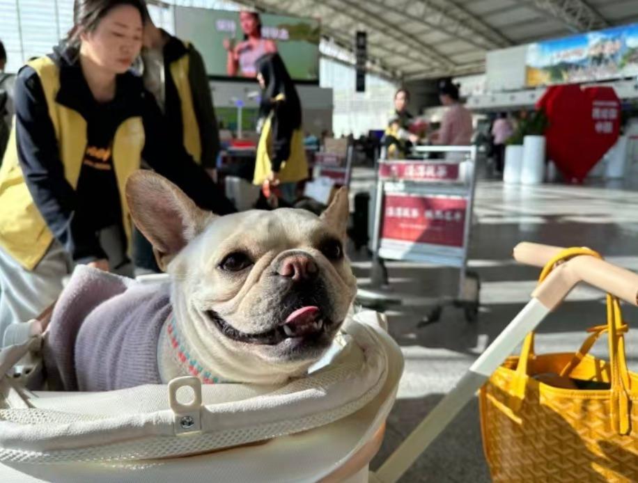 animaux compagnie voyage chine