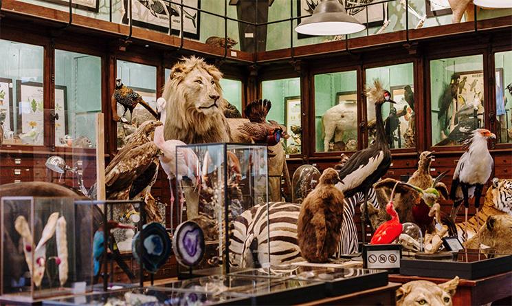 deyrolle-boutique musée