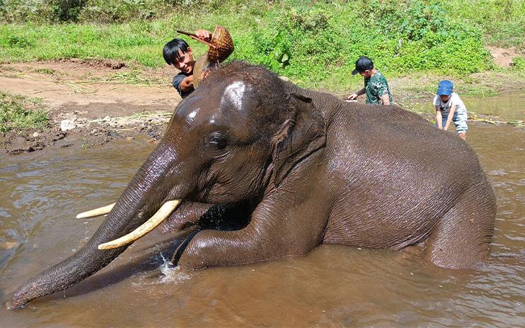 Chiang-Mai-Elephant-Pattara-bain
