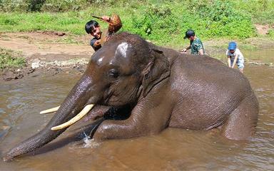 Chiang-Mai-Elephant-Pattara-bain