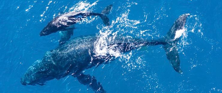 Océans Infinis, avec Sophie Bernado & Céline Grangey