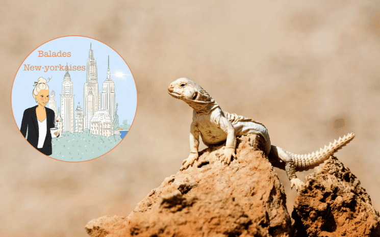 balades newyorkaises mars hill