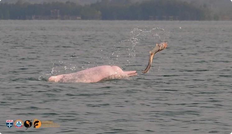 daupin rose du cambodge Photo Marine conservation Cambodia