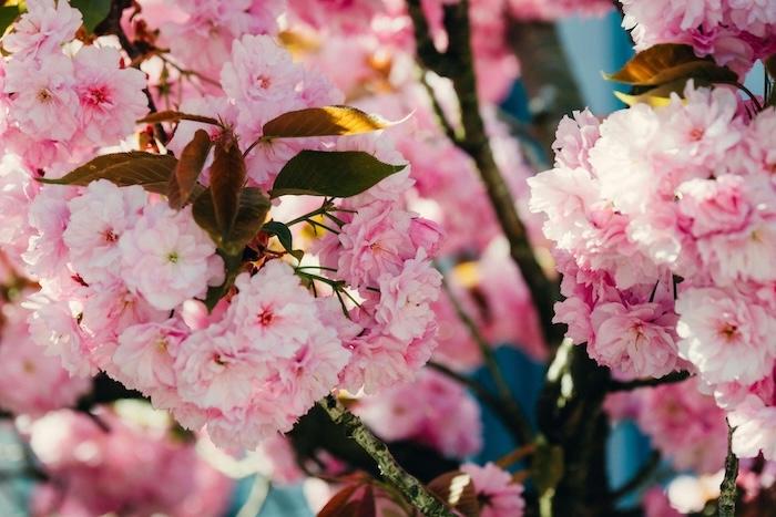 cerisiers en fleurs au printemps
