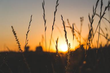 pexels-vladbagacian-1209658