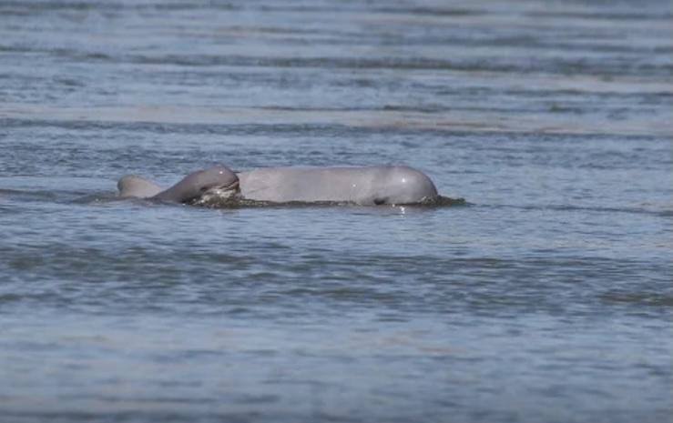 un nouveau dauphin dans le Mékong