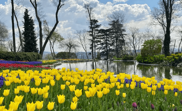 Tulipes jaunes en fleurs autour d’un bassin dans le parc d’Emirgan à Istanbul pendant le festival d’avril