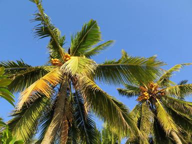 Grand cocotier Eathomozhy du Sud de l'Inde