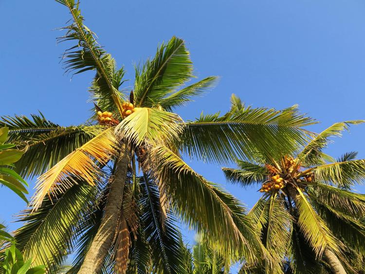 Grand cocotier Eathomozhy du Sud de l'Inde