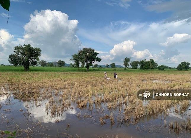 Plus qu’un Cambodgien sur deux vit encore de l’agriculture