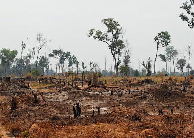 Préserver la biodiversité au Cambodge