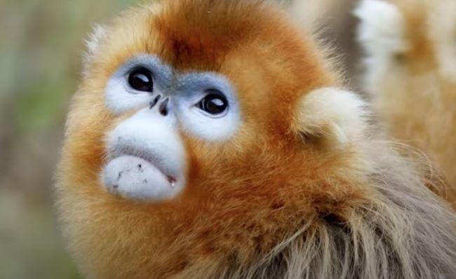 Un singe dorée du Zoo de Shanghai