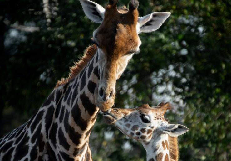 girafes