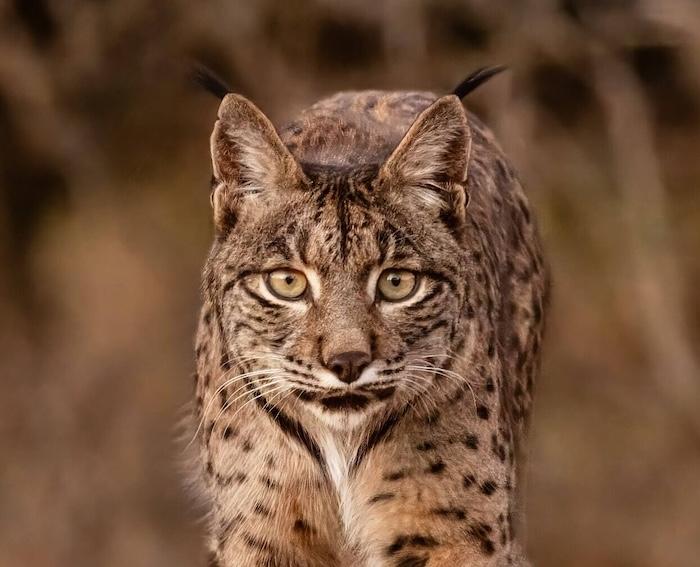 lynx iberique