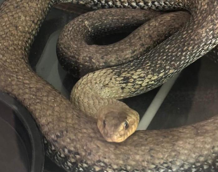 couleuvre de montpellier sous capot de la voiture à valencia