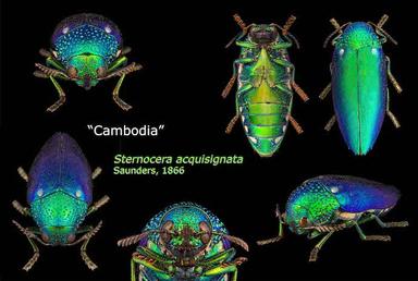 IB Sternocera acquisignata 4003 jpg