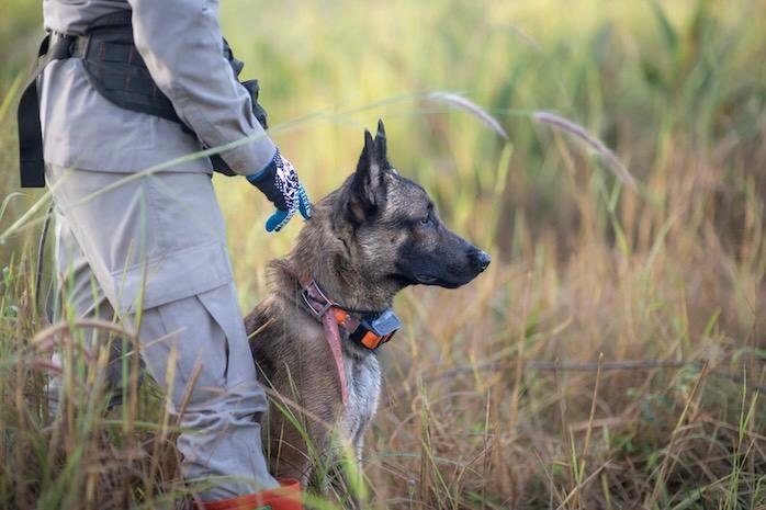 Trois chiens démineurs cambodgiens envoyés en Ukraine