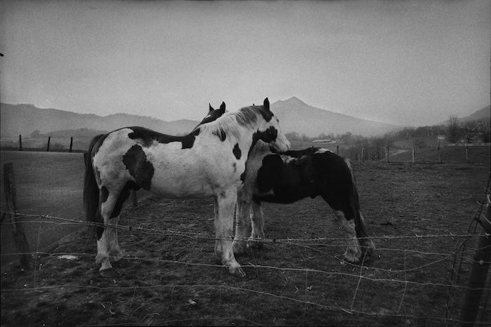 Photo de cheveaux en noir et blanc de la photographe Gabrielle Duplantier pour son exposition Wild Rose