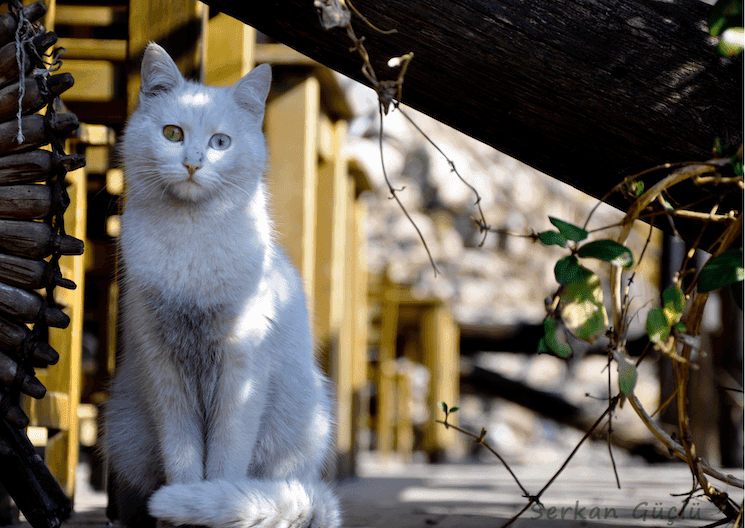 Chat de Van au pelage blanc et aux yeux vairons, photographié en extérieur en Turquie.