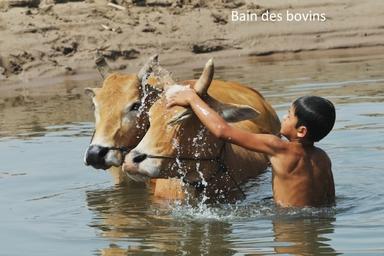 scènes de la vie rurale cambodgienne4