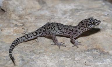 Nouvelles_espèces_geckos