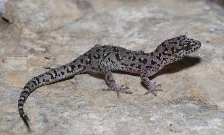 Nouvelles_espèces_geckos