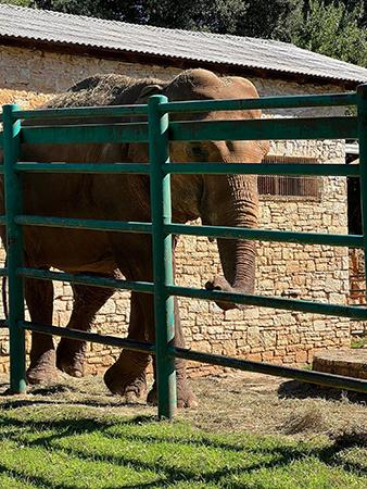 Lanka, l’éléphante emblème du seul safari de Croatie