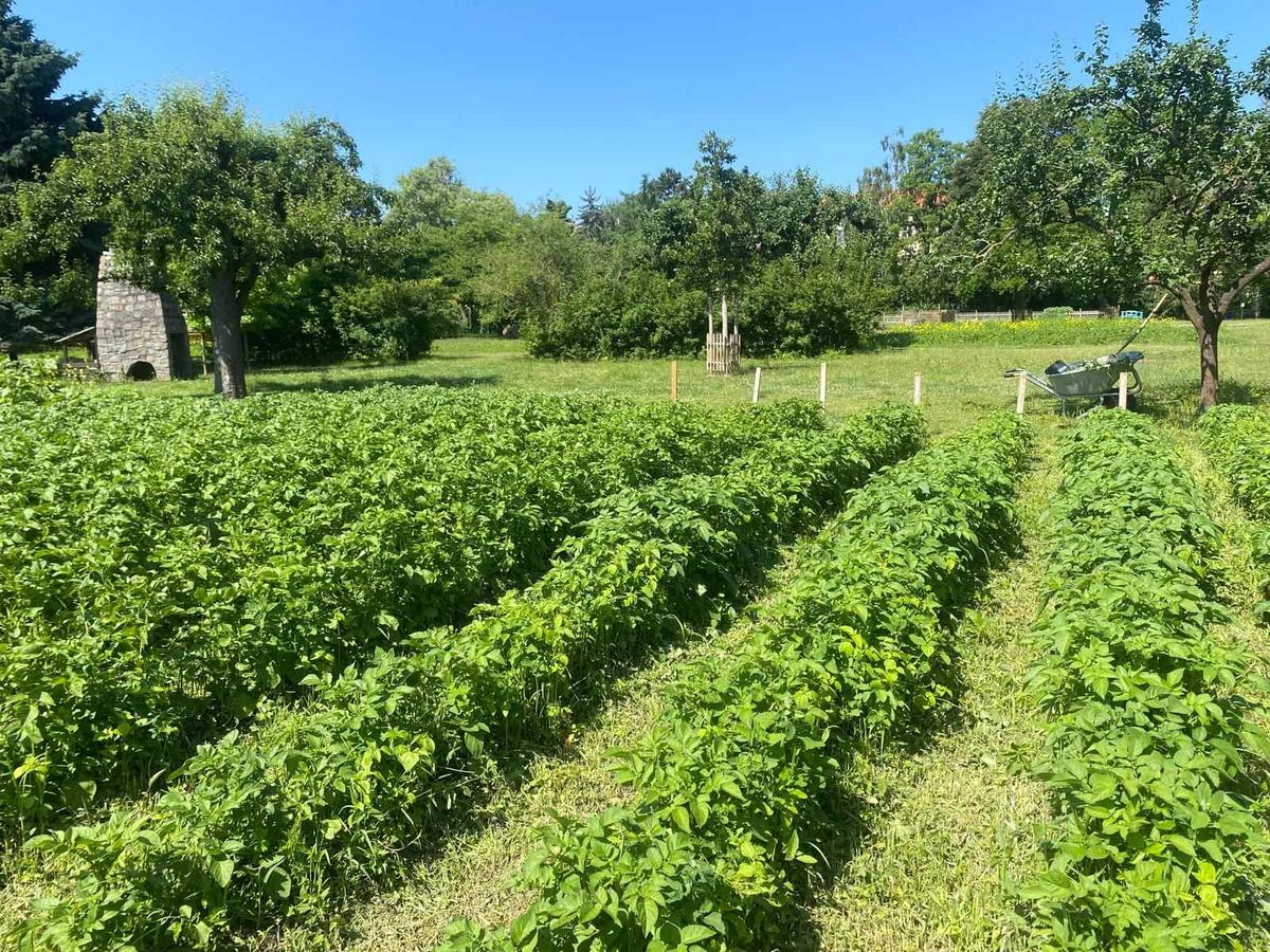 Dans un vaste champs, des rangées de plantations de patates aux feuilles vertes. Une brouette en arrière-plan.