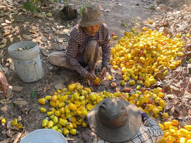 undp-kh-cashew-production-2025_0